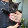 black kitten Image 2