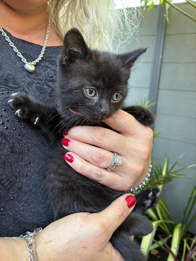 black kitten