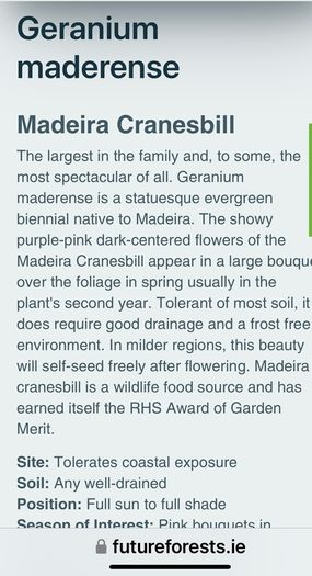 Geranium Maderense
