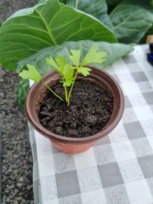 celery