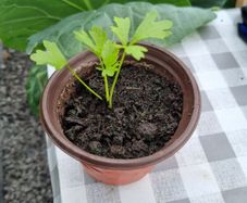 celery