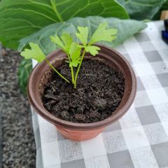 celery