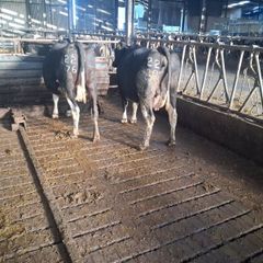 Cows