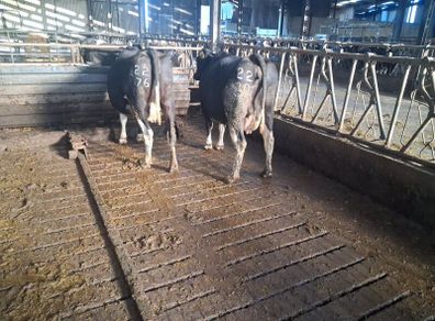 Cows