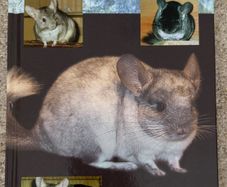 Essentials of Owning a Chinchilla