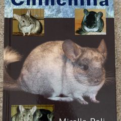 Essentials of Owning a Chinchilla