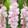 10 x Gladiolus bulbs MY LOVE white/pink Image 2