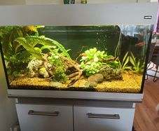 Fish tank full setup