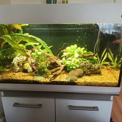 Fish tank full setup