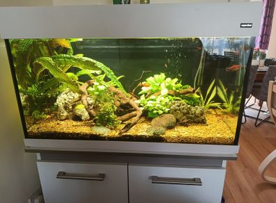 Fish tank full setup
