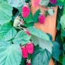 Loganberry canes (huge fruit) Image 2