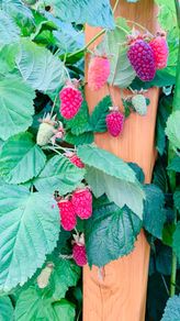Loganberry canes (huge fruit)