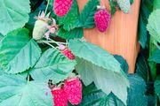 Loganberry canes (huge fruit)