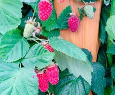 Loganberry canes (huge fruit)
