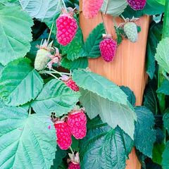 Loganberry canes (huge fruit)