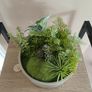 Fake Moss Plant Image 2