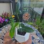 Philodendron Golden Dragon- house plant - indoor plant Image 3