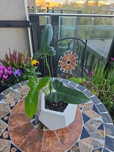 Philodendron Golden Dragon- house plant - indoor plant