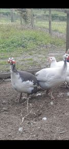 Guinea Fowl