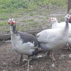 Guinea Fowl