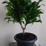 Dracaena plant with Pot Image 3