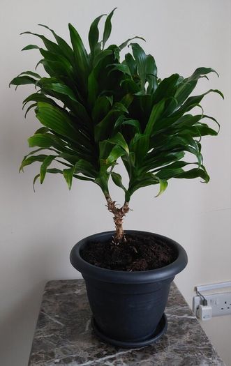 Dracaena plant with Pot