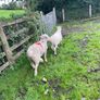 Rams Image 3
