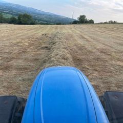 Hay