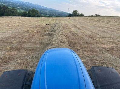 Hay