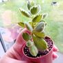 Bear Paw Succulent Image 4