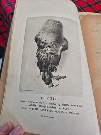 Injurious insects by Ormerod 16th report original Antique book