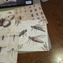 Entemology cards Image 5