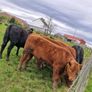 Stabiliser Heifers Image 3