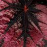 Begonia Image 2