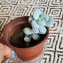 Small house plant bundle + variegated Monstera Image 8