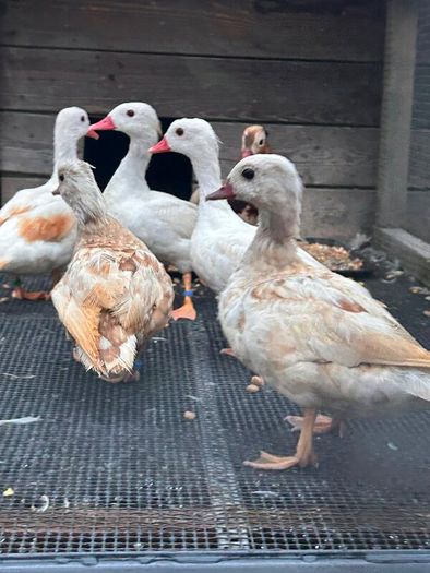 Ornamental waterfowl