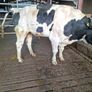 Holstein bull Image 2
