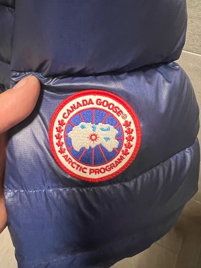 canada goose