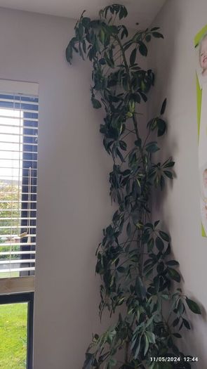 houseplant