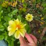 dahlia plant Image 6