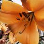 African Queen Lily bulb - 2 available Image 5