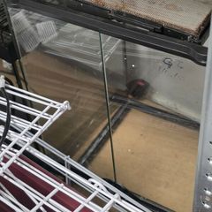 reptile tank