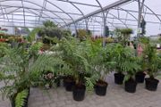 Tree Fern Dicksonia