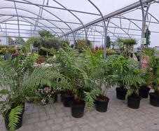 Tree Fern Dicksonia