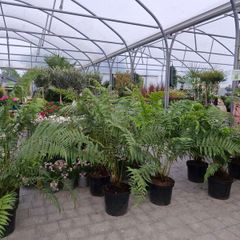 Tree Fern Dicksonia