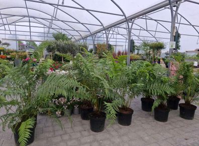 Tree Fern Dicksonia