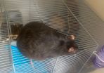 2 sweet rats