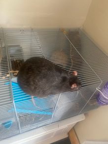2 sweet rats