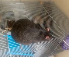 2 sweet rats
