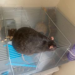 2 sweet rats